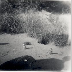 p061.jpg
