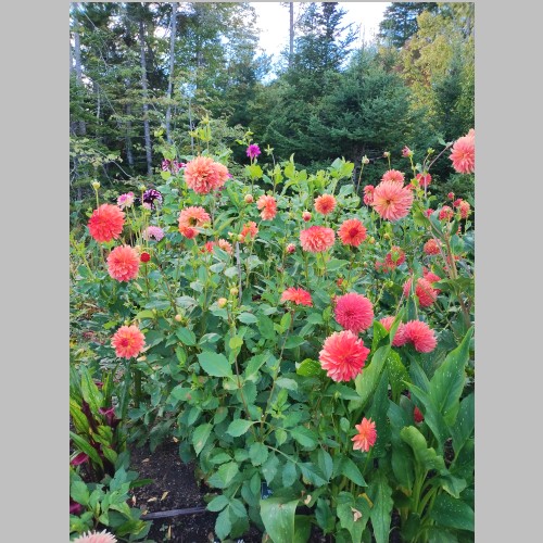 #ALT_TXT#